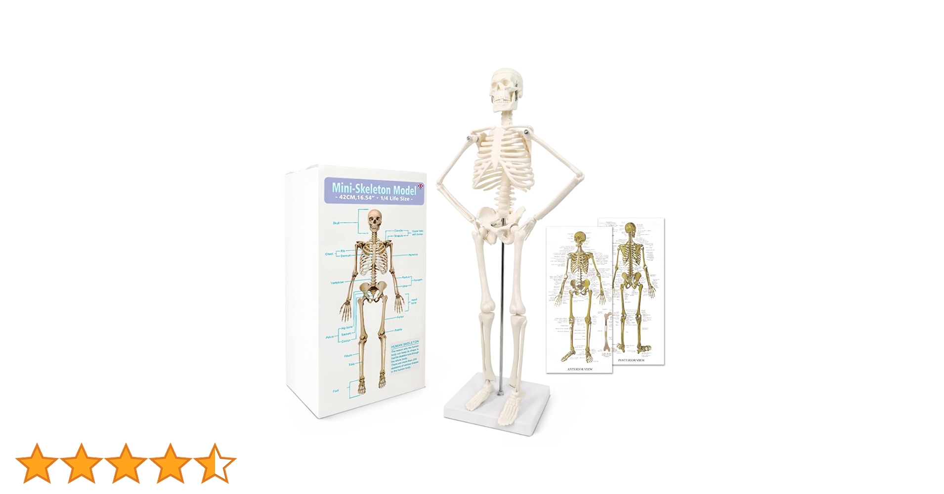 実習解剖学 Amazon.co.jp: 実習解剖学 : 山田 致知, 萬年 甫: 本